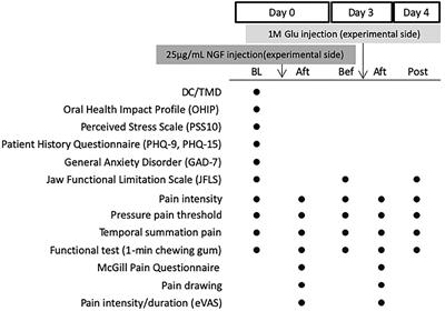 Functional Change in Experimental Allodynia After Glutamate-Induced Pain in the Human Masseter Muscle